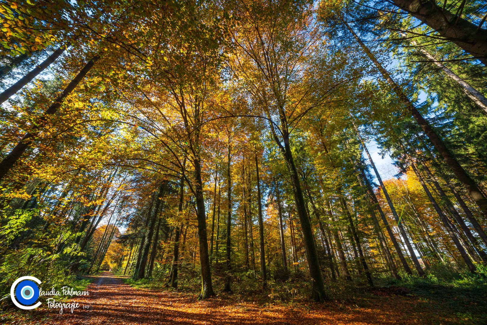 im Wald 