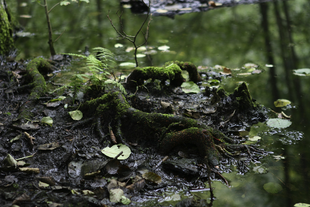 im Wald