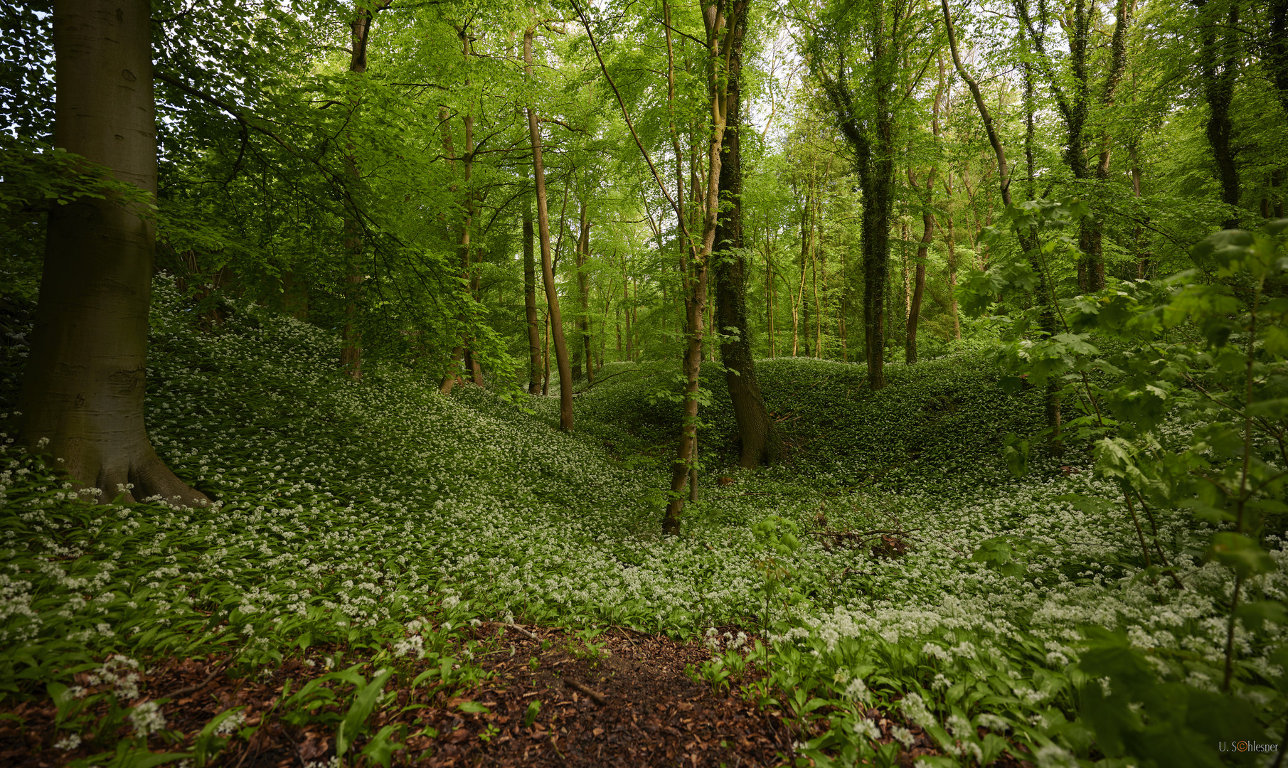 Im Wald