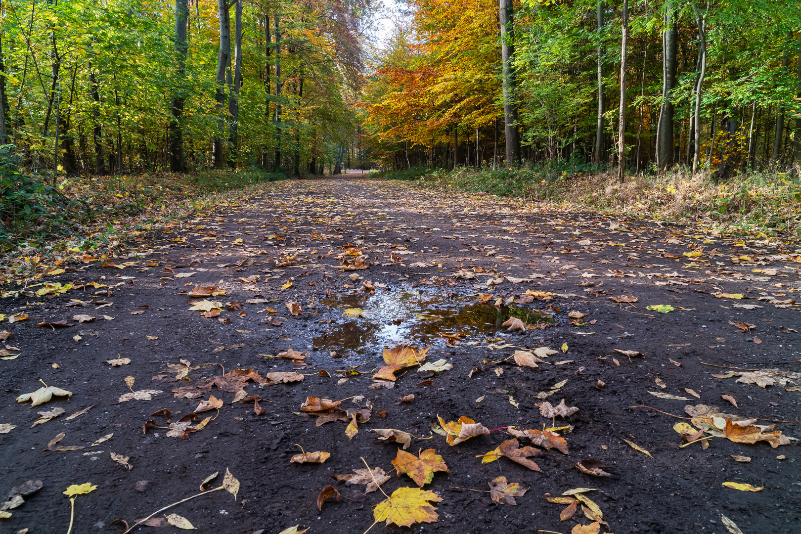 Im Wald