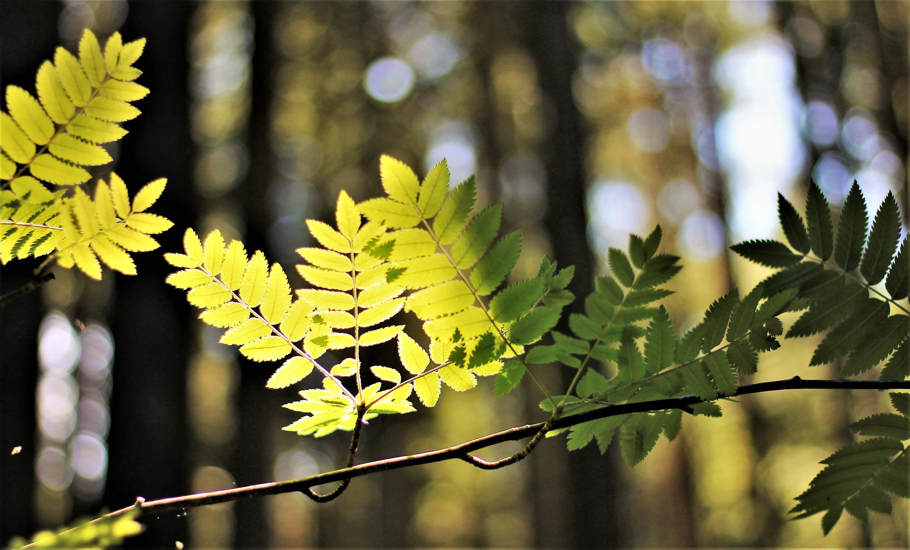 im wald...