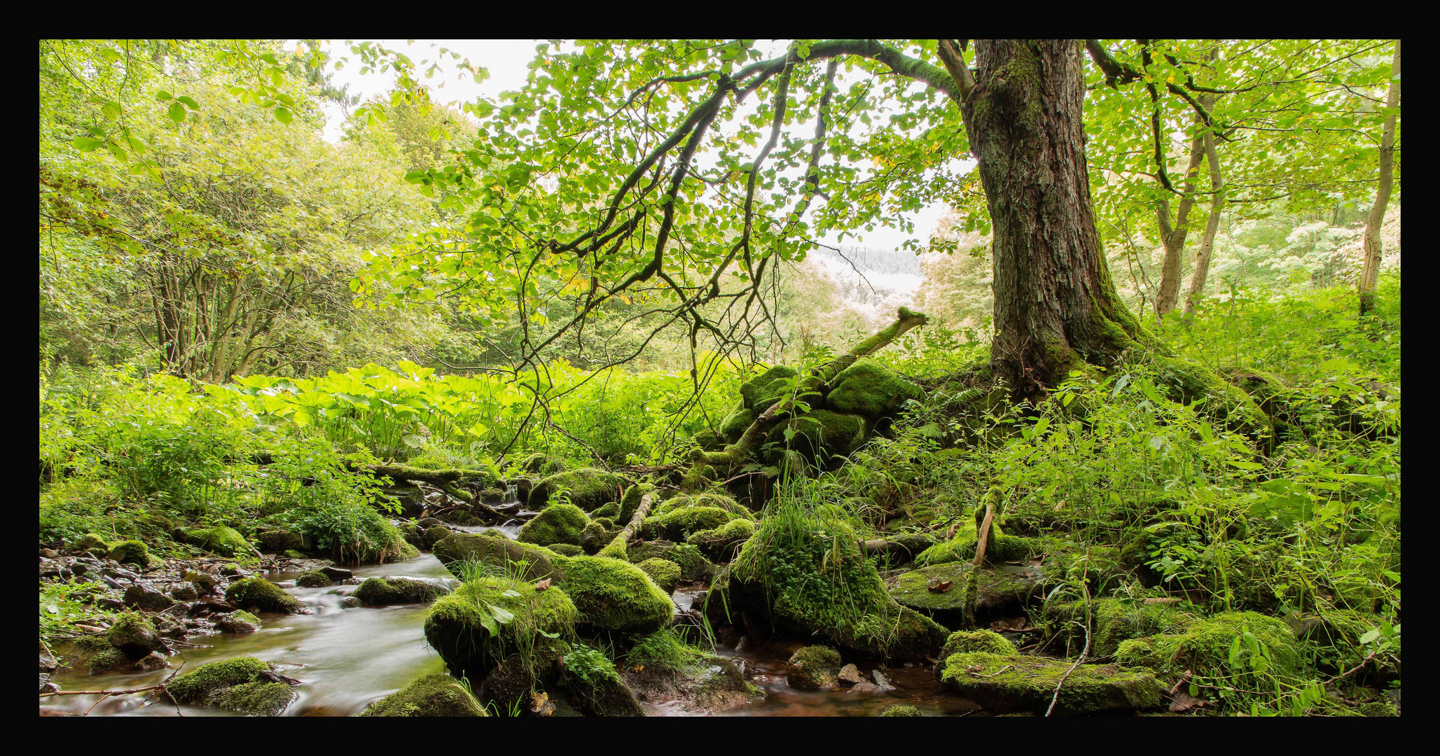 Im Wald