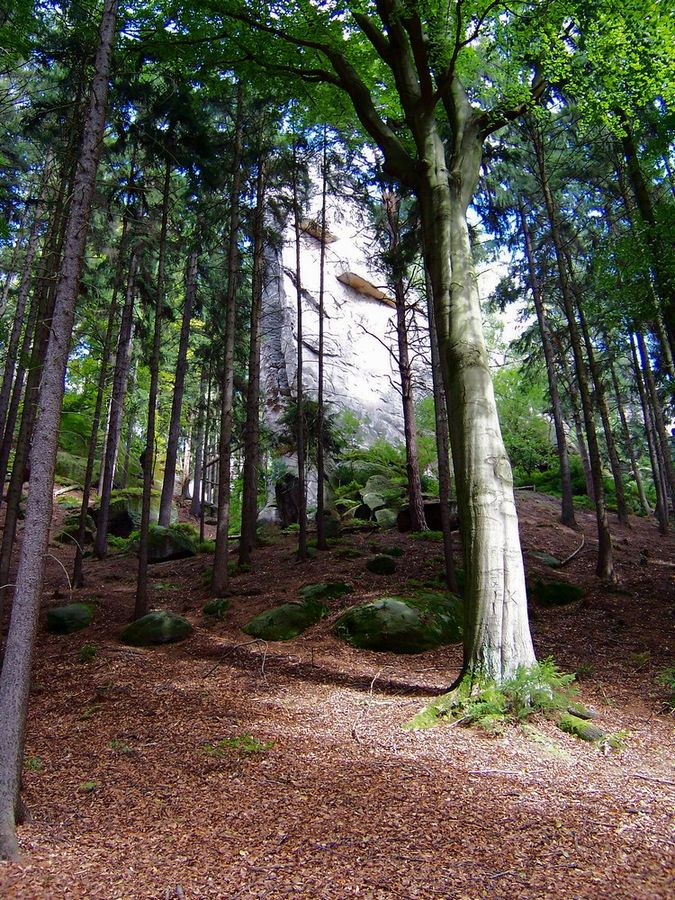 Im Wald