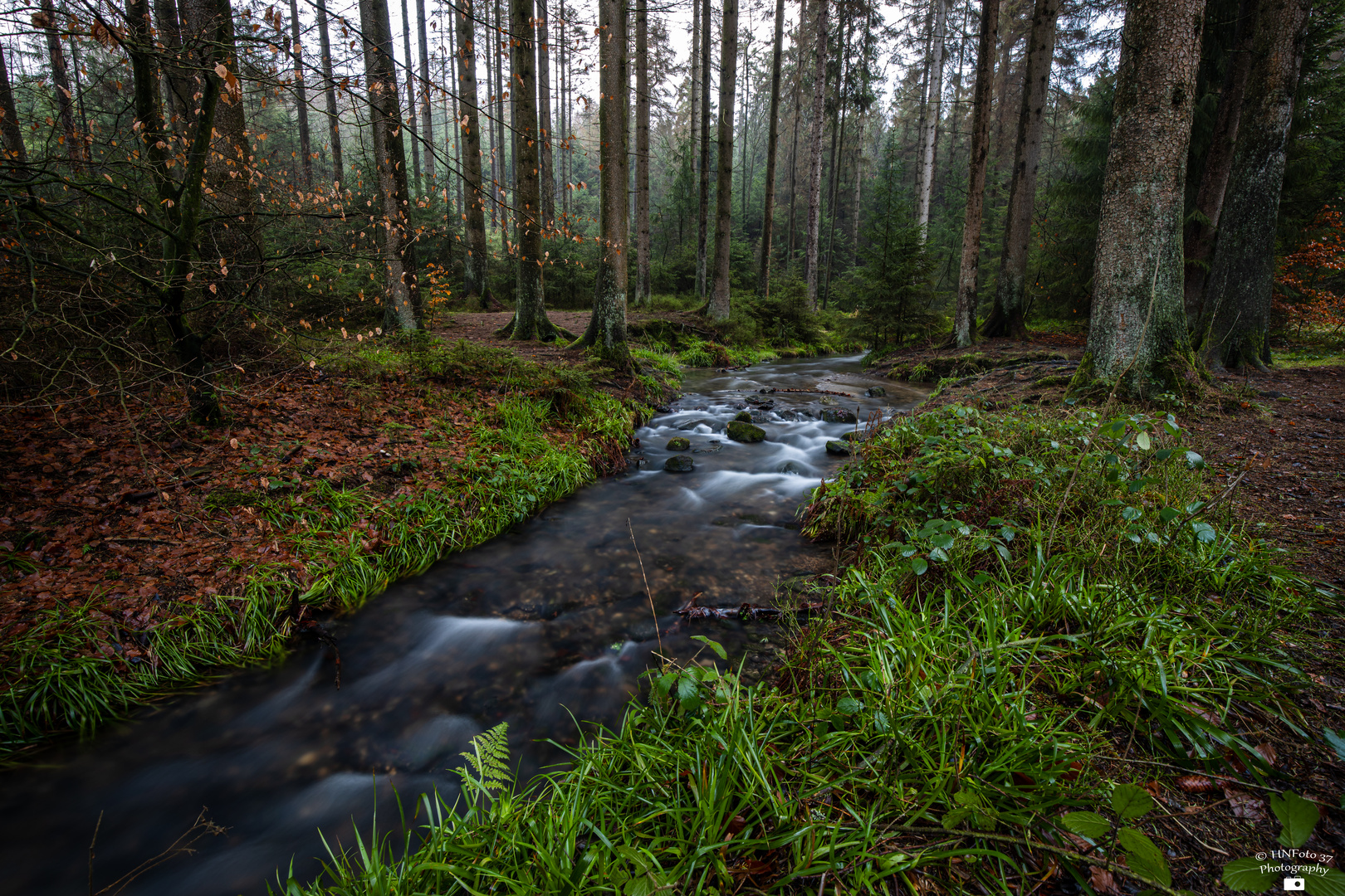 Im Wald