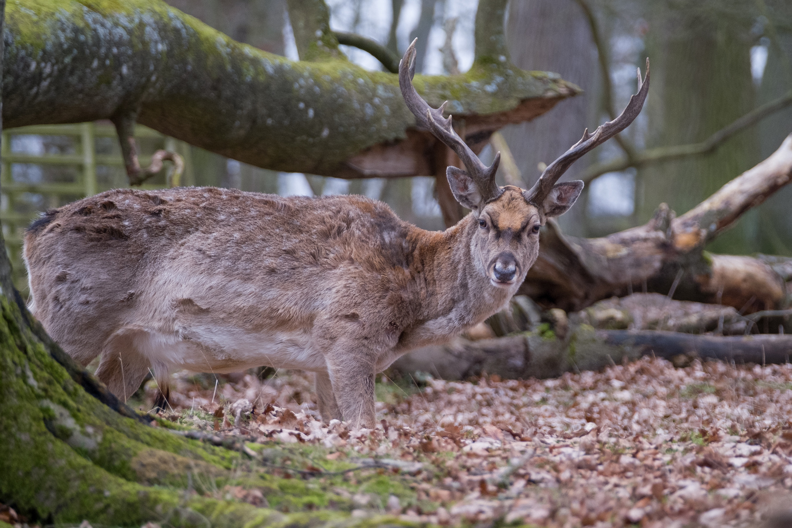 Im Wald