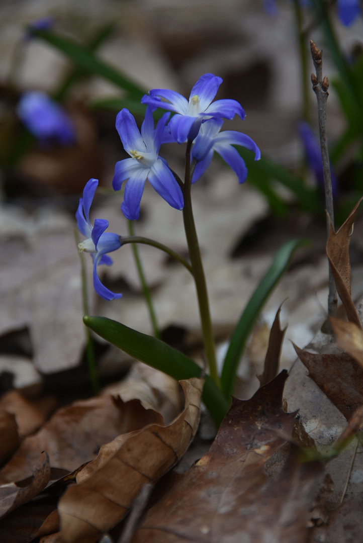 Im Wald 