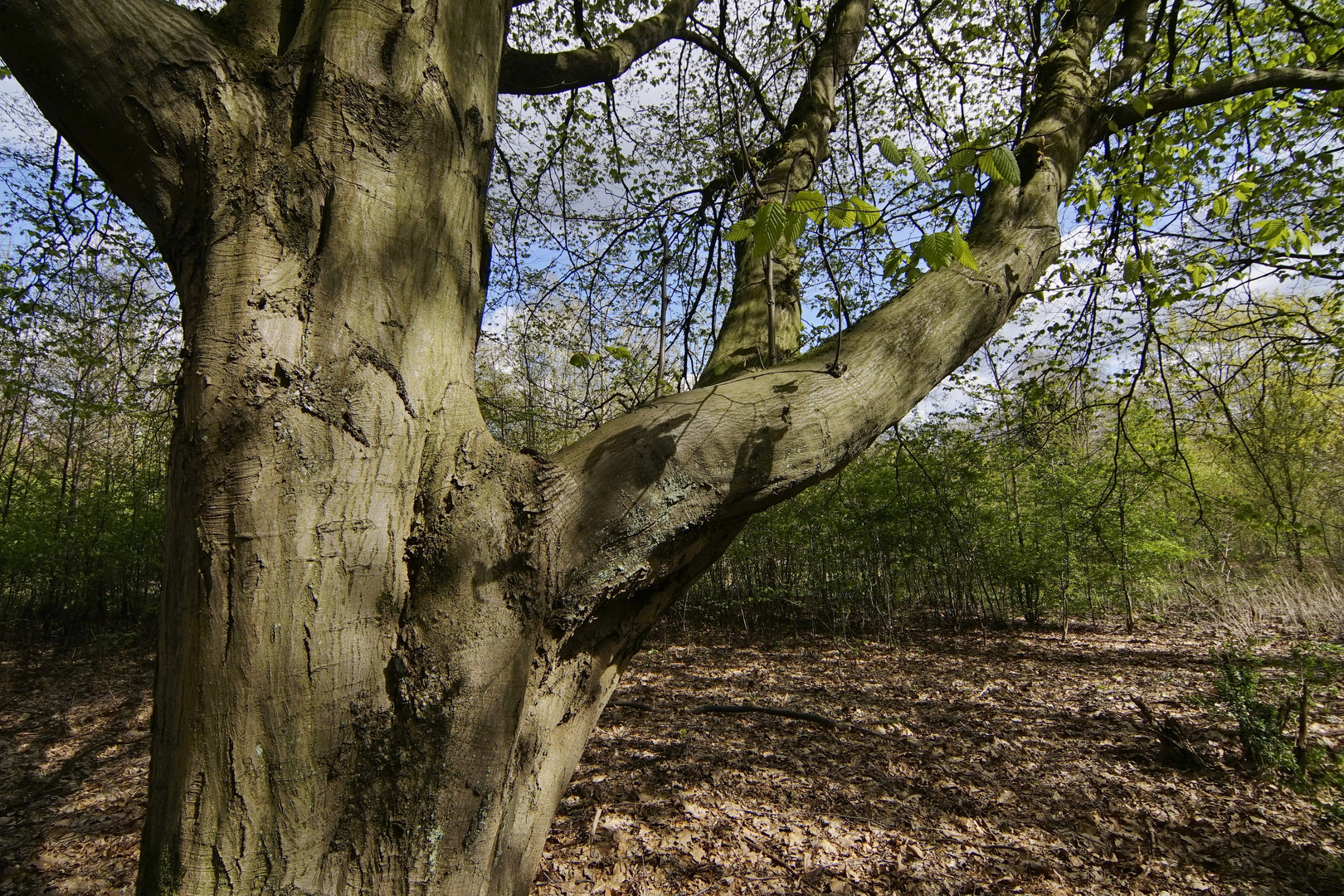 Im Wald