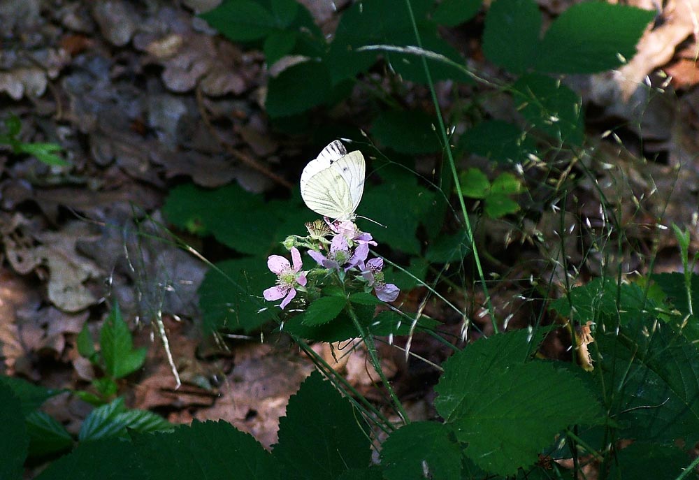 Im Wald