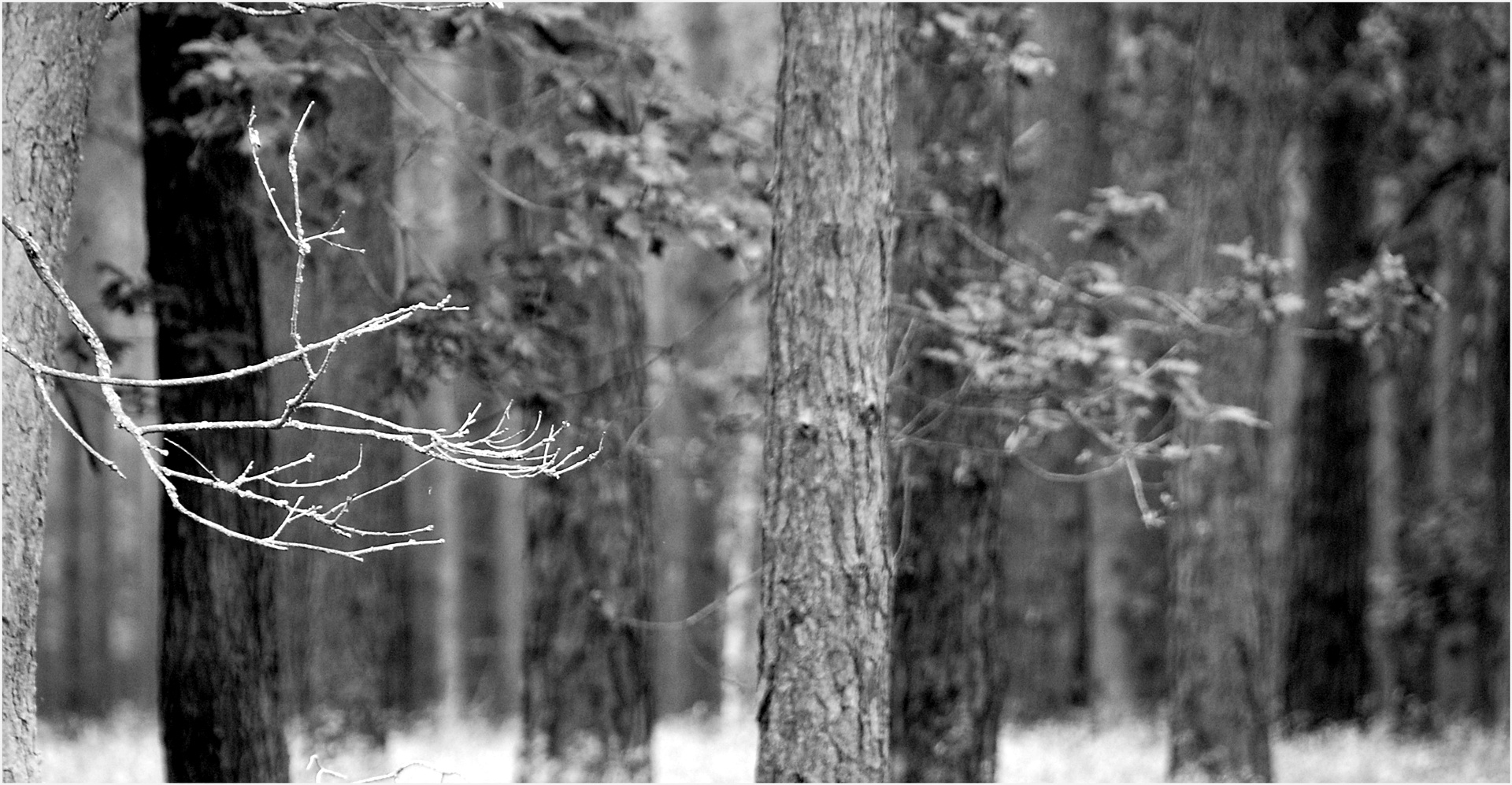 im Wald, da sind die Räu-häuber -