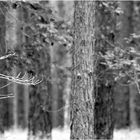 im Wald, da sind die Räu-häuber -