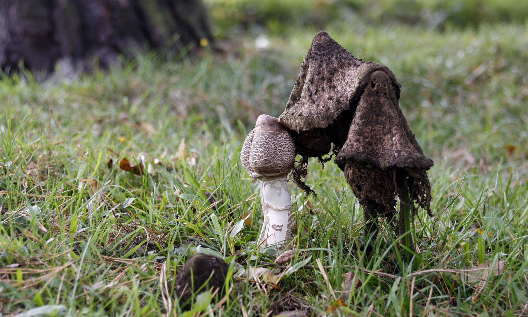 im Wald da sind die Räuber