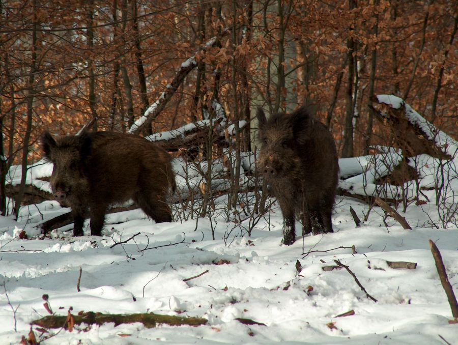 im Wald da sind die Räuber