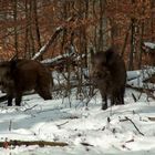 im Wald da sind die Räuber