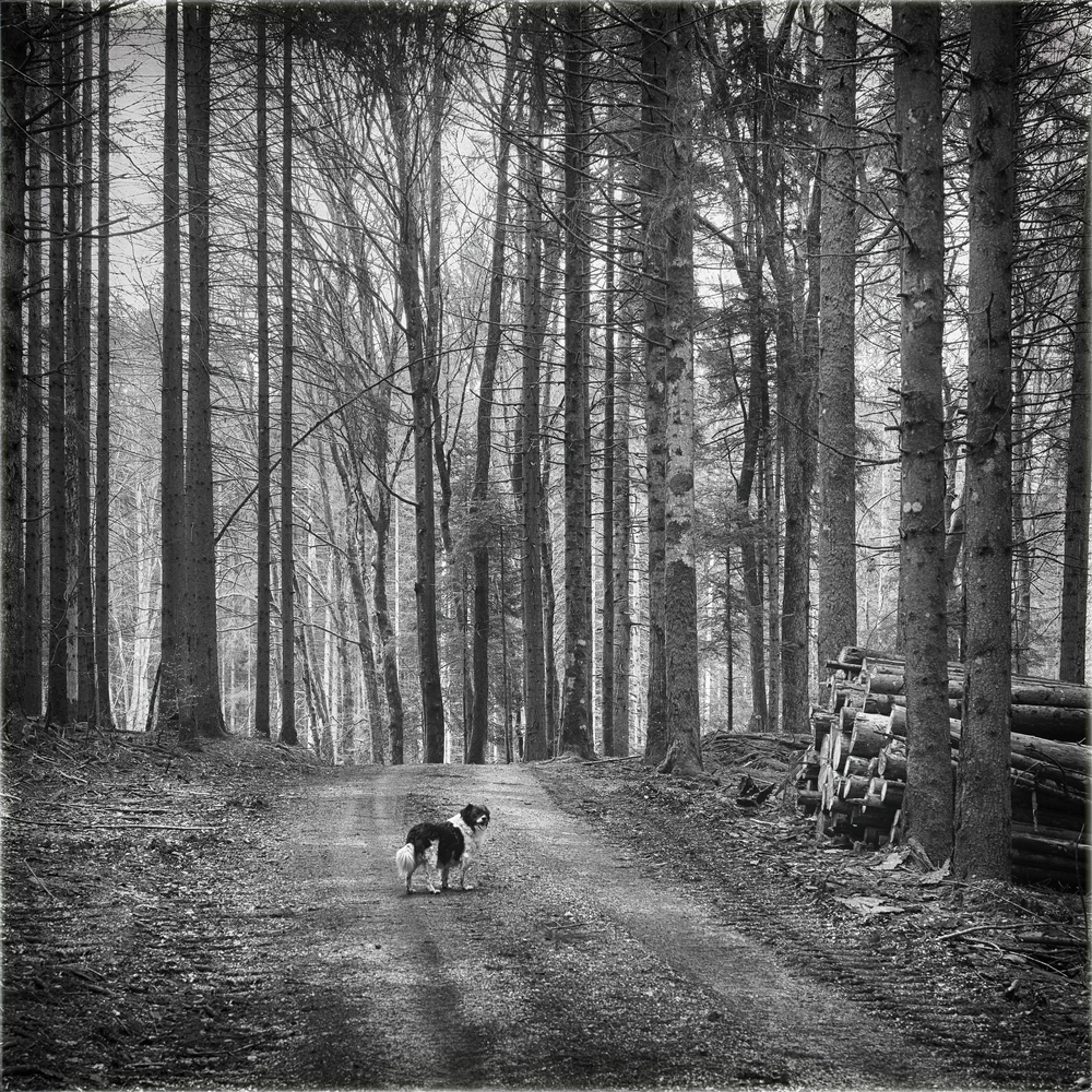 im Wald, da sind nicht nur die Räuber