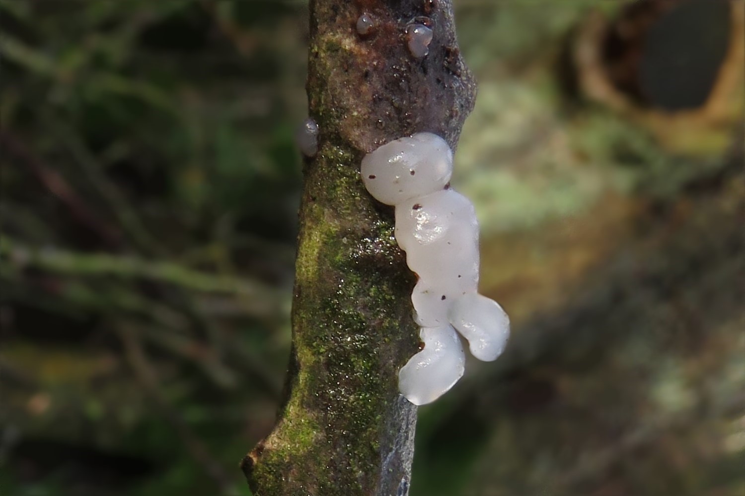 Im Wald da stehen