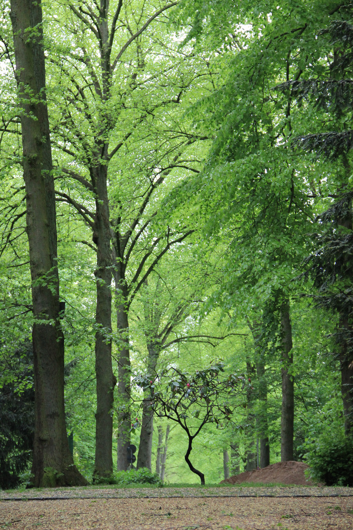 Im Wald da steht ein Bäumchen