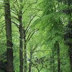 Im Wald da steht ein Bäumchen