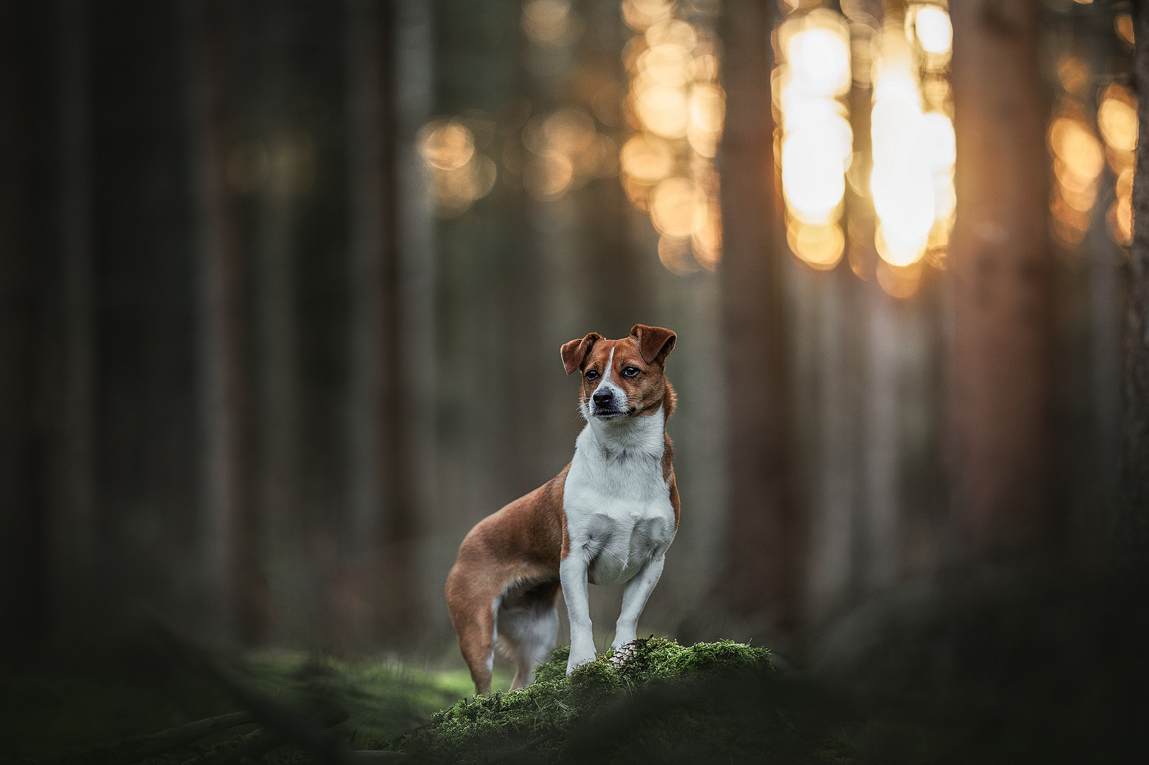 Im Wald da steht ein Hündlein