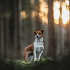 Im Wald da steht ein Hündlein