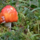 Im Wald da steht ein Männlein .....