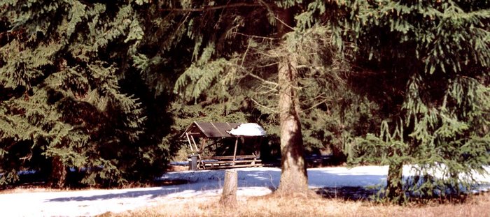 Im Wald, da steht Sie...die Hütte