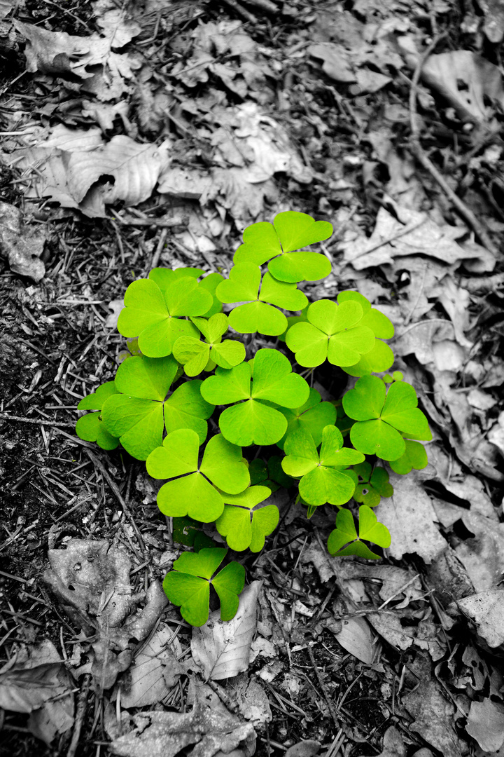 Im Wald da wächst der Klee..