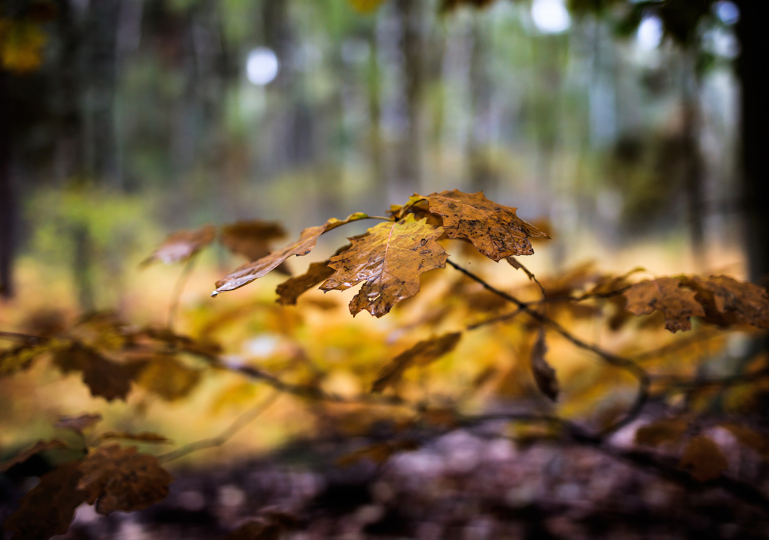 Im Wald