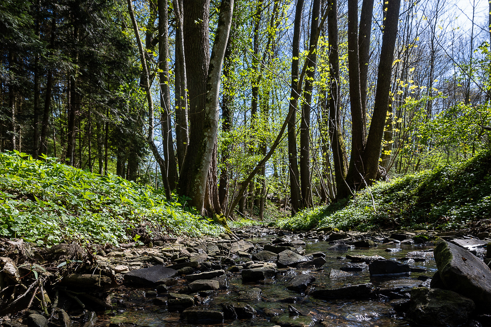 Im Wald - Dans la foret