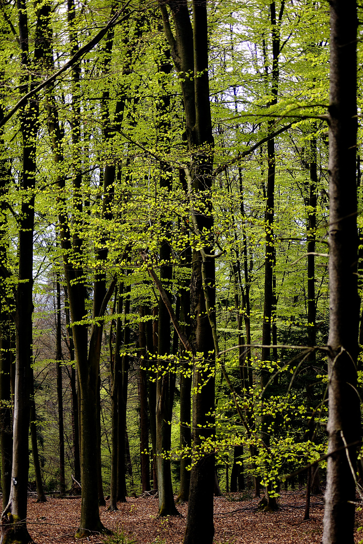 Im Wald das frische Grün !