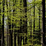 Im Wald das frische Grün !