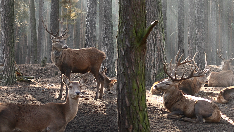 Im Wald