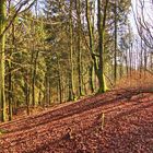 Im Wald