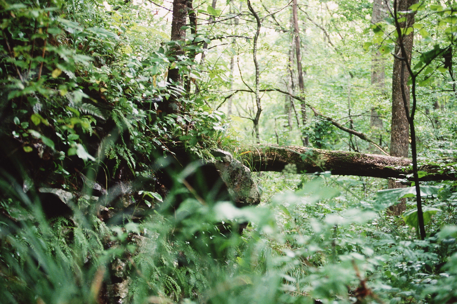 Im Wald der Amurleoparden