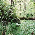 Im Wald der Amurleoparden