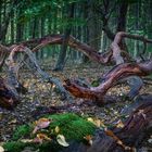 Im Wald der Baumschlangen