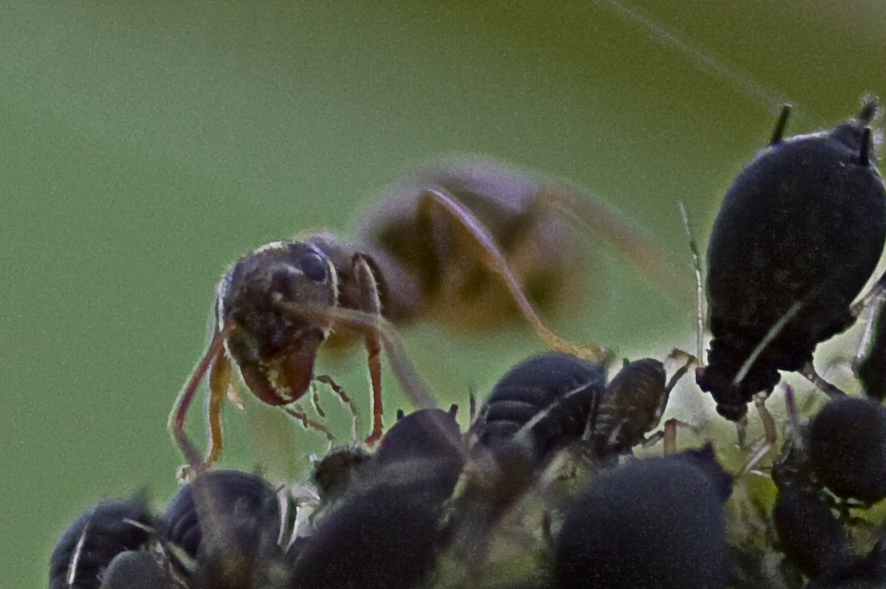 Im Wald der Blattläuse