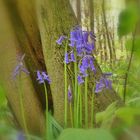 Im wald der blauen Blümchen