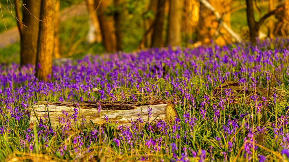 Im Wald der blauen Blumen 01, 2021.04.29