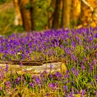 Im Wald der blauen Blumen 01, 2021.04.29