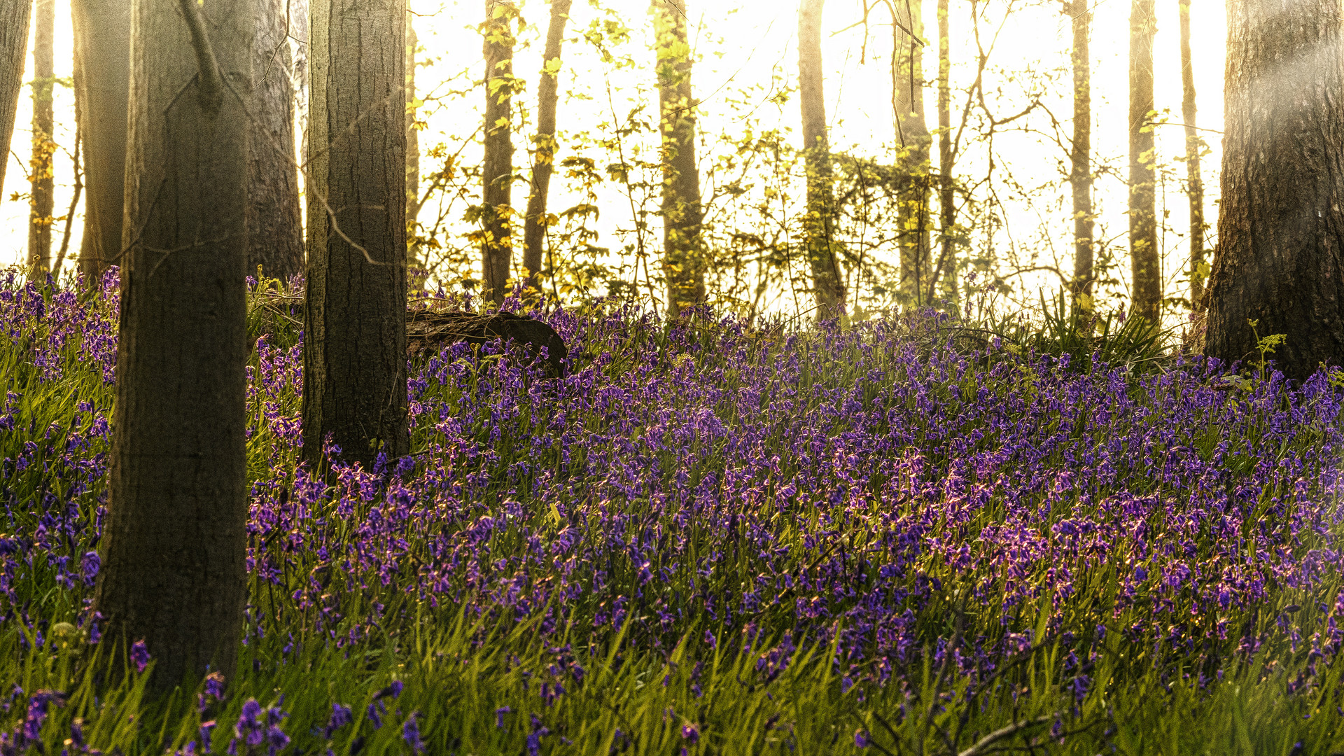 Im Wald der blauen Blumen 02, 2021.04.29