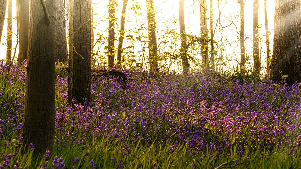 Im Wald der blauen Blumen 02, 2021.04.29