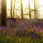 Im Wald der blauen Blumen 02, 2021.04.29