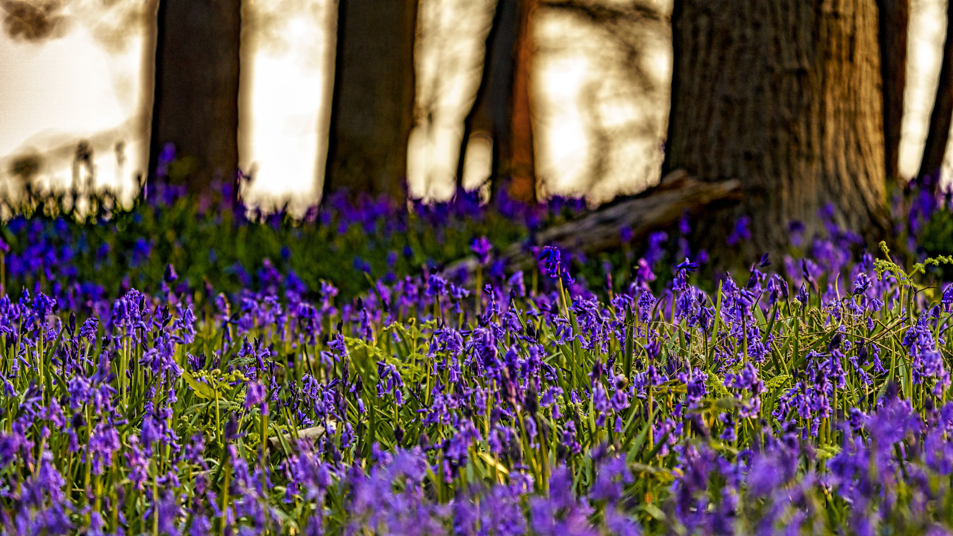 Im Wald der blauen Blumen 03, 2021.04.29