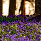 Im Wald der blauen Blumen 03, 2021.04.29