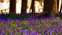 Im Wald der blauen Blumen 03, 2021.04.29