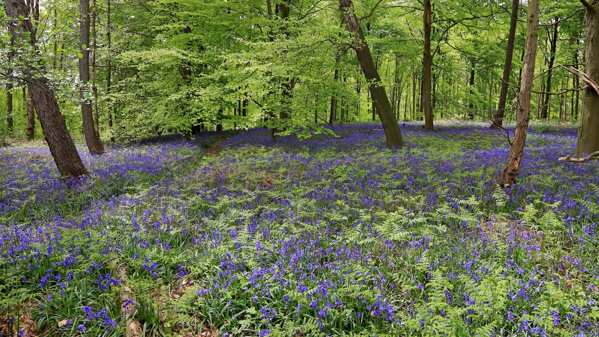 Im Wald der blauen Blumen Foto & Bild | pflanzen, pilze & flechten