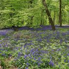 Im Wald der blauen Blumen