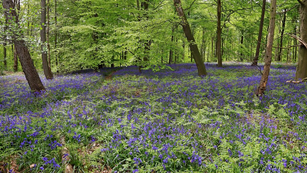 Im Wald der blauen Blumen Foto & Bild | pflanzen, pilze & flechten