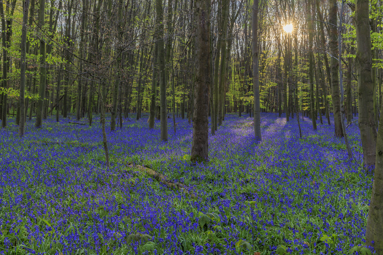 im Wald der blauen Blumen...