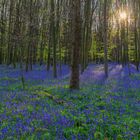 im Wald der blauen Blumen...